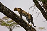 TANZANIA - Serengeti National Park - Leopardo - 11